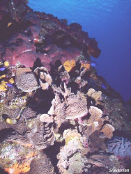 This photo was taken in Cozumel while  diving on Columbia... by Steven Anderson 